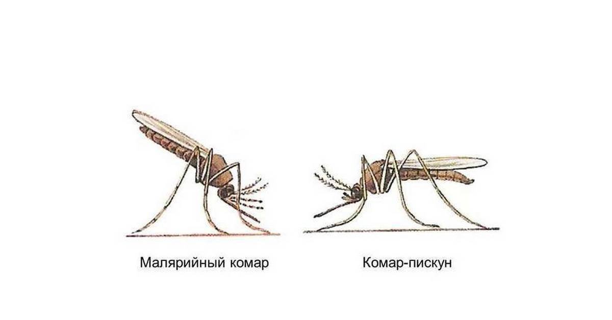 Малярия – острое паразитарное заболевание. Опасные малярийные комары.